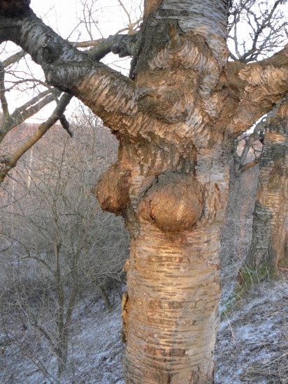 čerešňa s vnadami