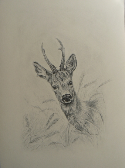 zvedavý srnček-ceruza A3