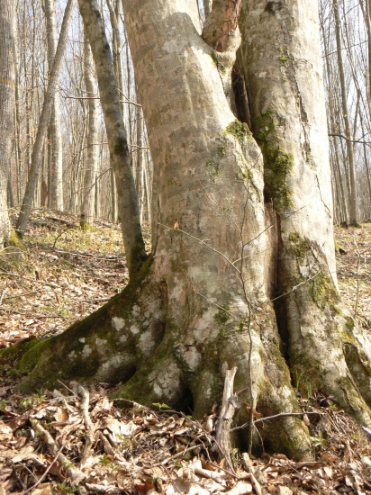 dvojičky