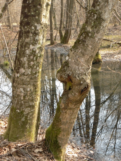 pokojná-číra  hladina
