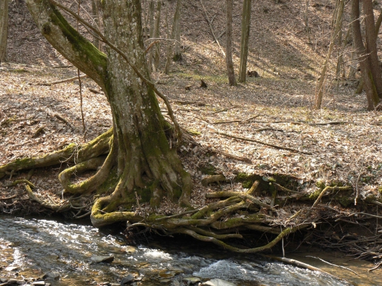 s koreňmi nad vodou