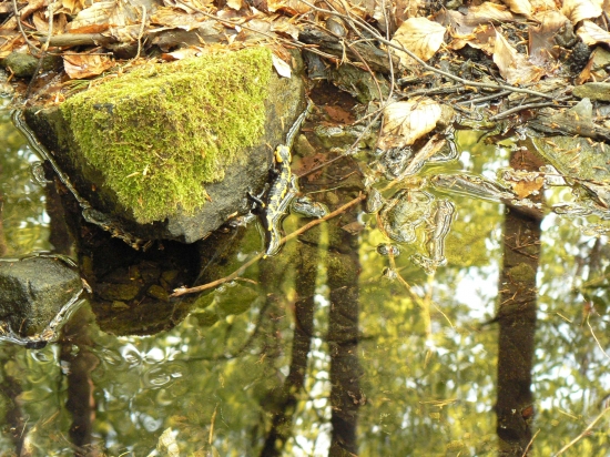 salamandra vo svojom životnom prostredí