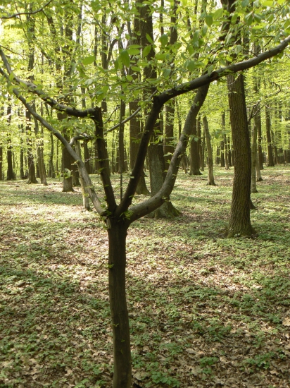 pravidelný,obojstranný... hrab
