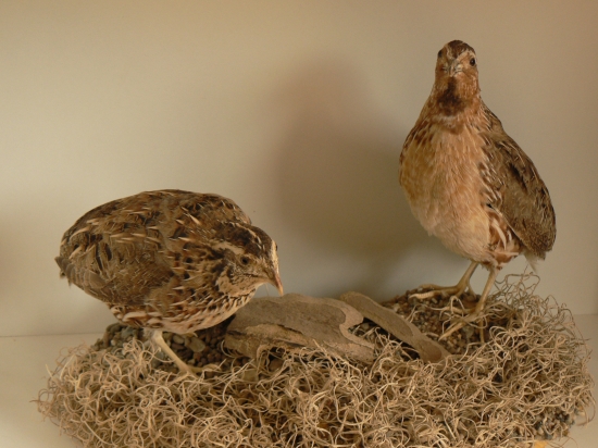 preparát z vlastného chovu