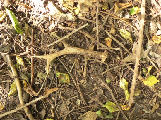 včerajšia radosť!