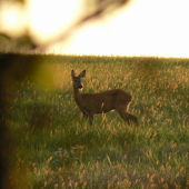 na paši pri západe slnka