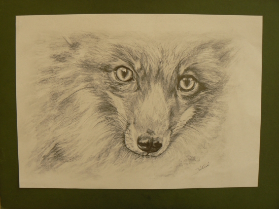 líščí pohľad-ceruza