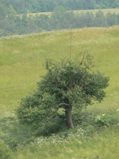 strom s vysielačkou!