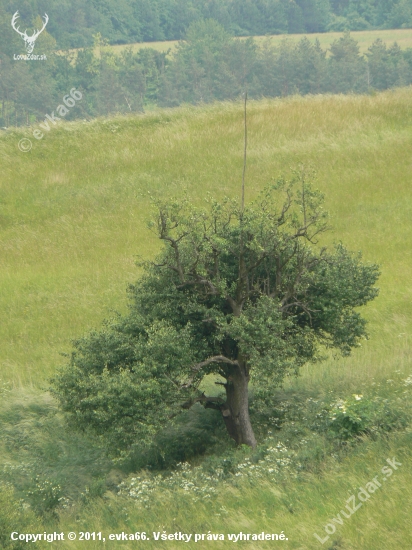 strom s vysielačkou!