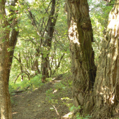 po srnčom chodníku v agátovom lesíku