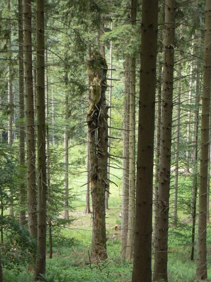 všimla som si ho