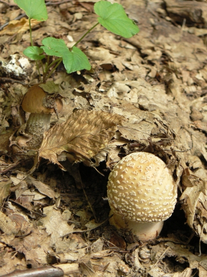 vzájomné spoločenstvo