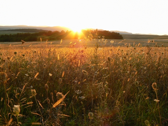 rôznorodá škála...