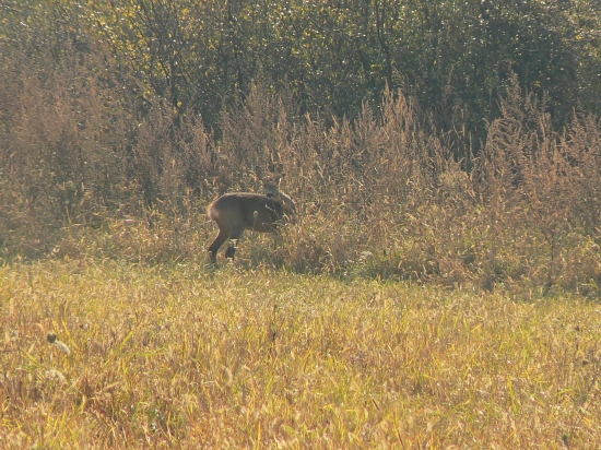 spätný kuk