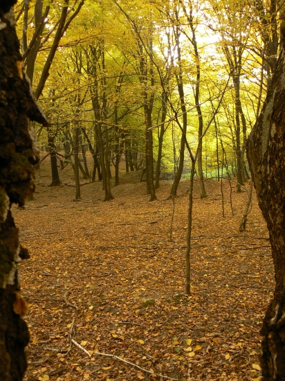 opona otvorená