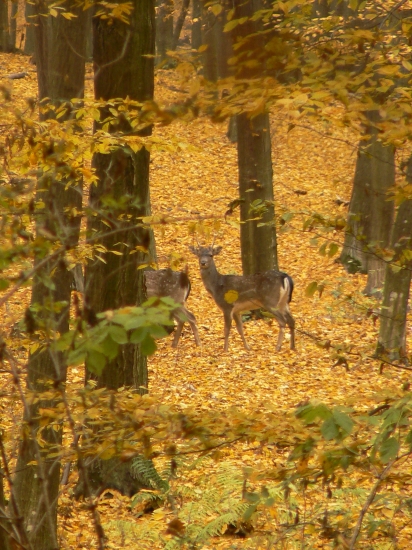 mlaďas-daniel