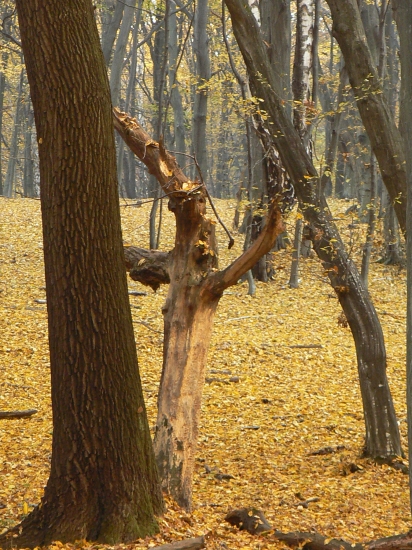 trpaslík z rozprávkovom lese