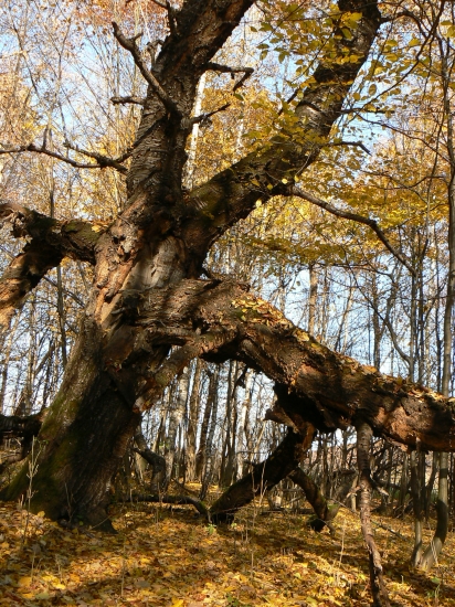 čerešňa ktorá si už niečo pamätá