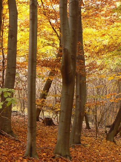 v modernejšom štýle