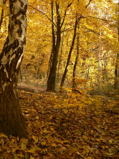 tohtoročná vydarená jeseň