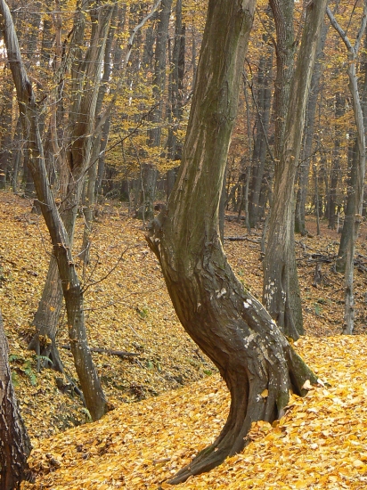 prispôsobivoý  terénu