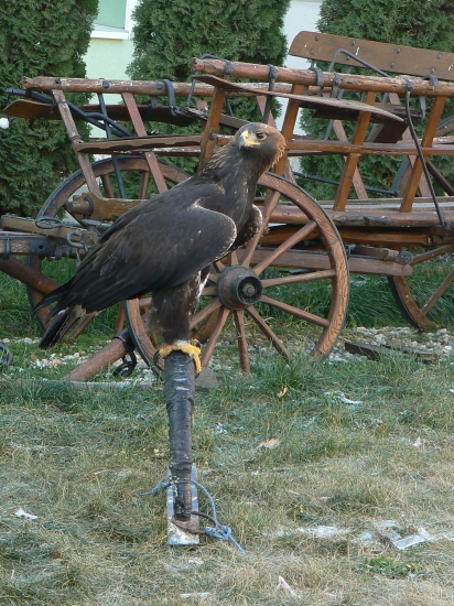 kráľ výšin pred lovom