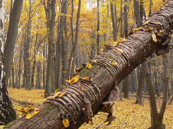 stromy zomierajú postojačky