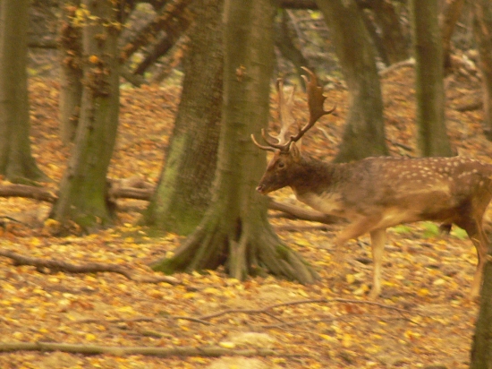 obdobie danielej  ruje