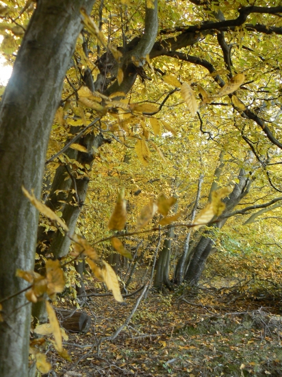 posledné záblesky jesene
