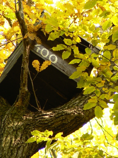 vysoko v korune duba