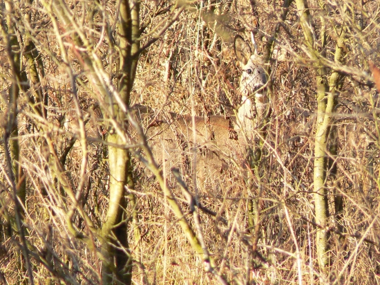 dnes zazrel na mňa iba jedným očkom
