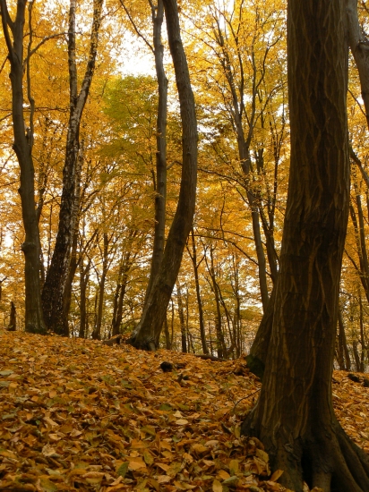 kráčam  šuchotavou  perinou...