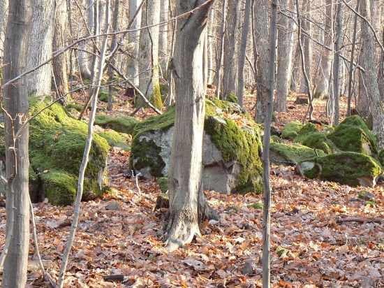 v zamatovom kráľovstve