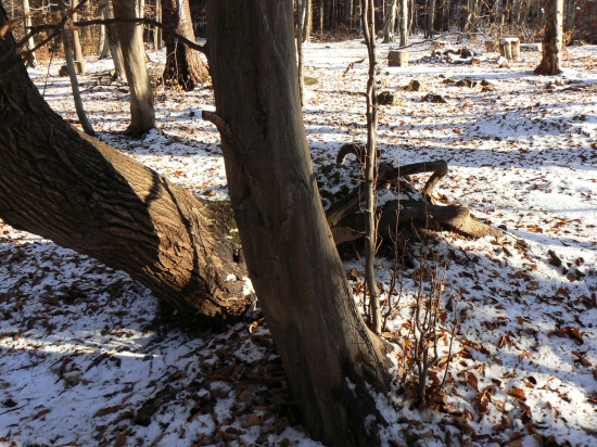 kamufláž-korene ako muflonia trofej
