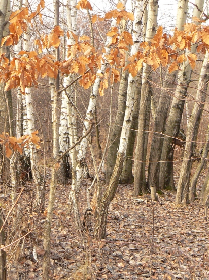 december  hýri teplými farbami jesene