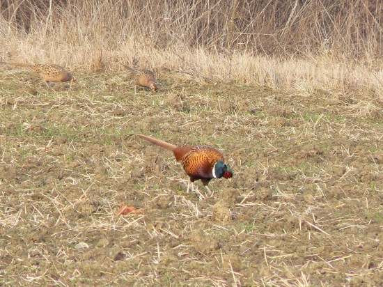 dámy nasledujte ma!