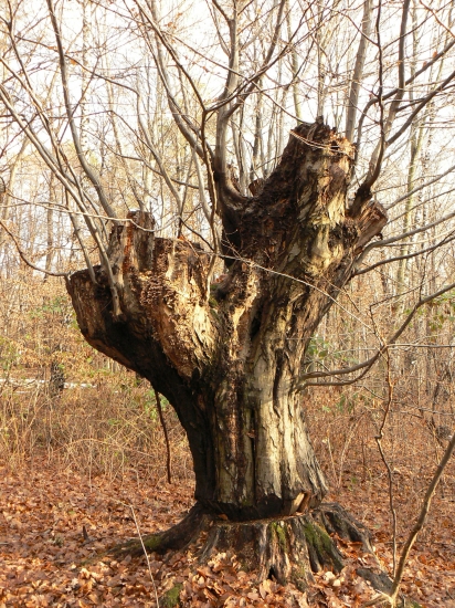 ľudským pričinením ponechaný k zániku