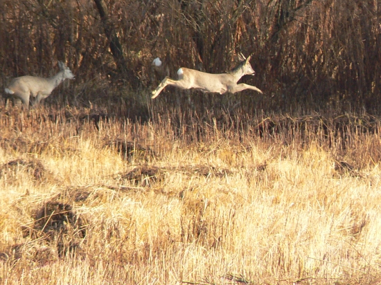 letovka do bezpečia