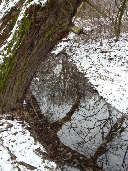 odraz vytvorený lístím