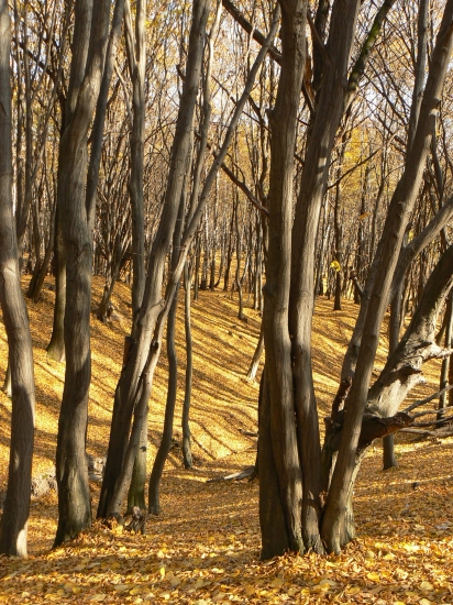 oddychové miesto zveri