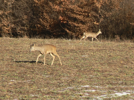 srnčia vychádza na pašu
