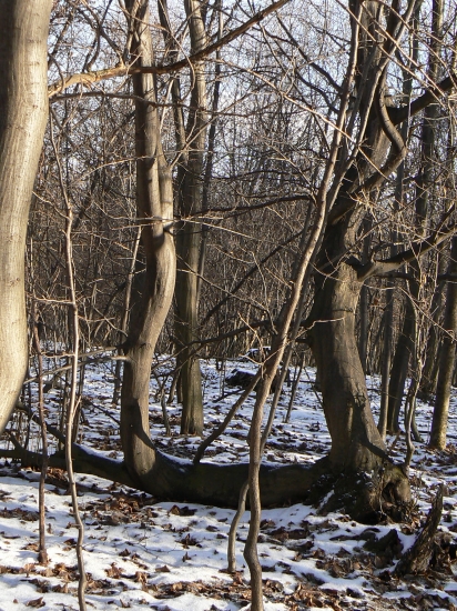 s otvorenými očami