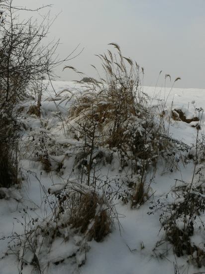chýbajú už len jarabice
