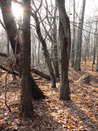 opäť kráčam lesom