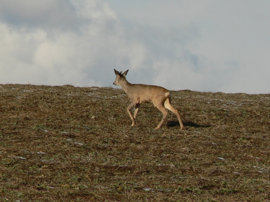 pomalým krokom k horizontu