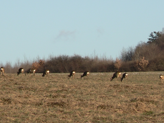 šanca na priblíženie sa
