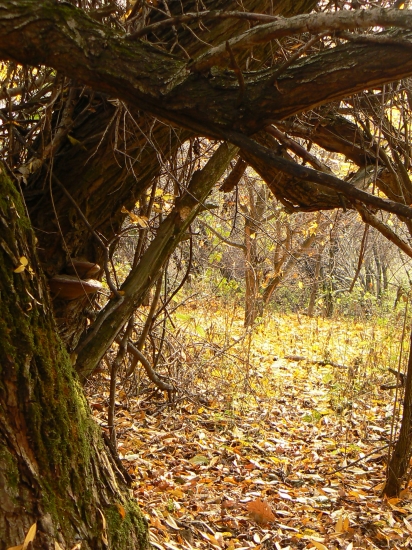 úkryt aj pre srnčiu