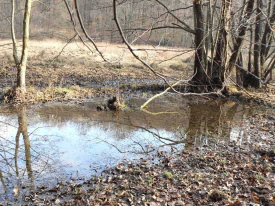 prírodne napájadlo