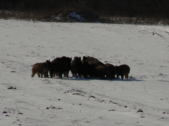 vedúca baška sa rozhodla