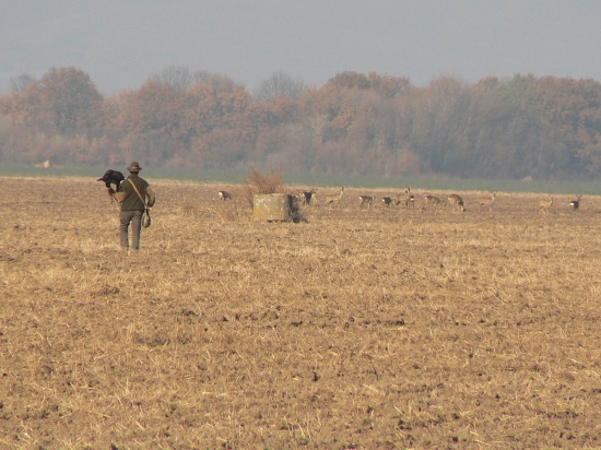 pred útokom na srnčiu